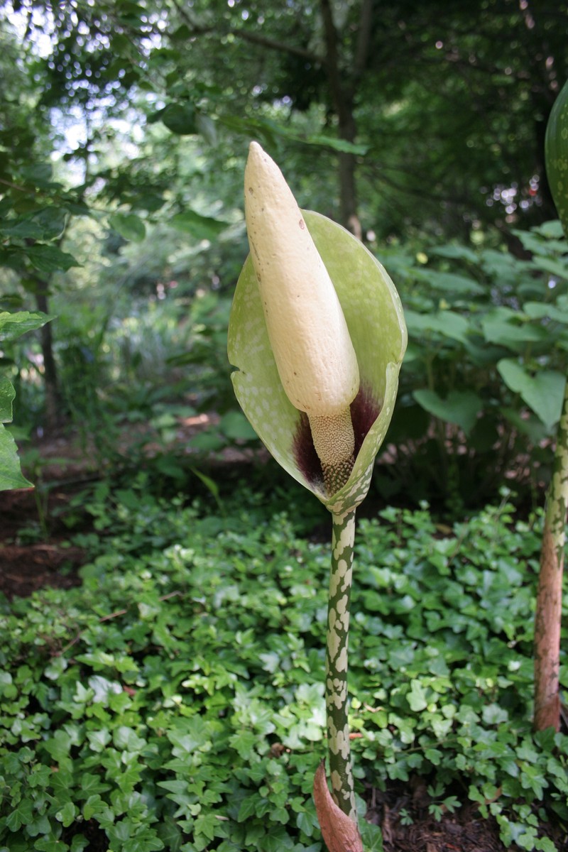 Amorphophallus dunnii