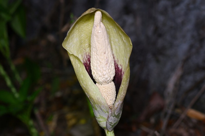 Amorphophallus dunnii photo 2