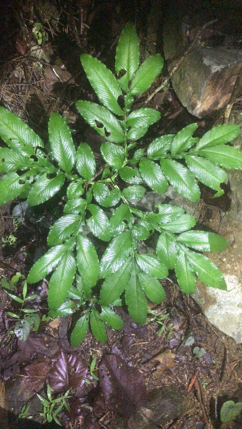 Amorphophallus dunnii photo 3