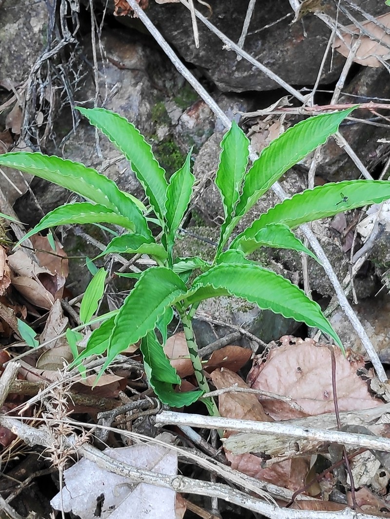 Amorphophallus dunnii photo 4