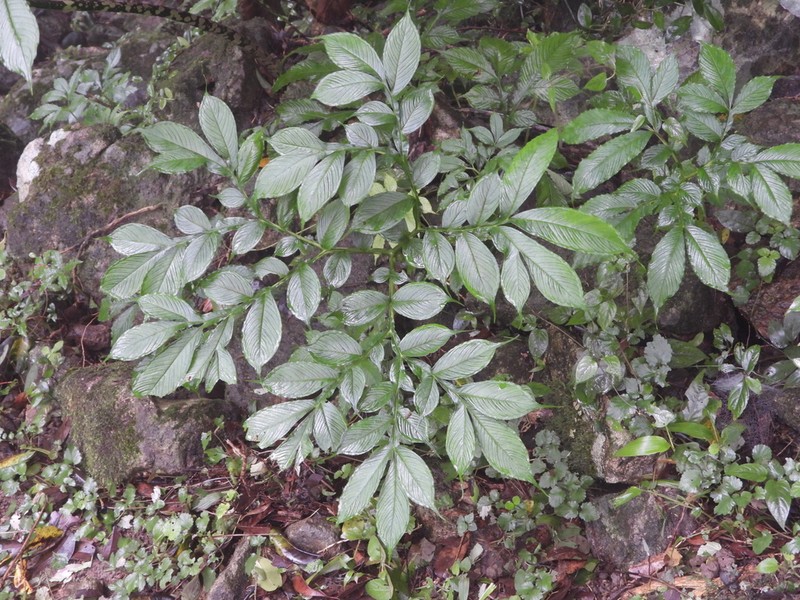 Amorphophallus dunnii photo 5