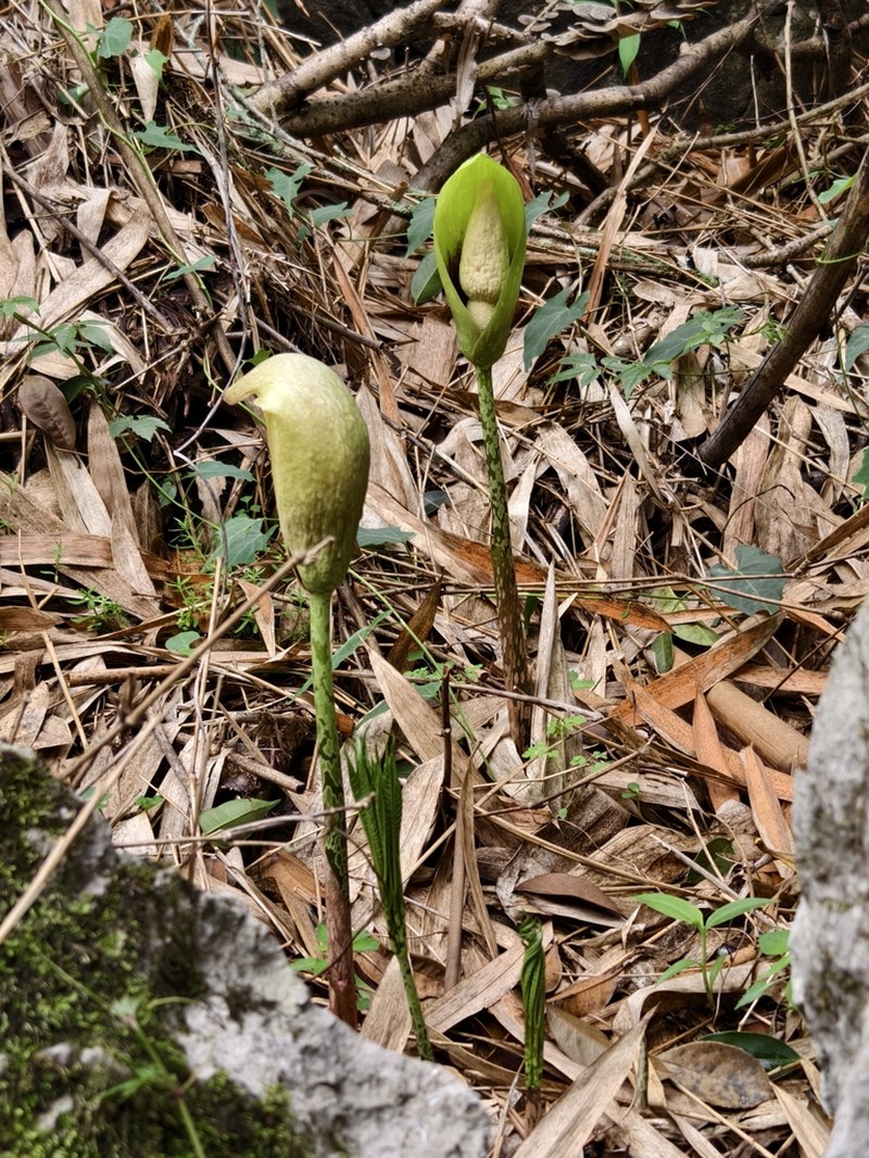 Amorphophallus dunnii photo 6