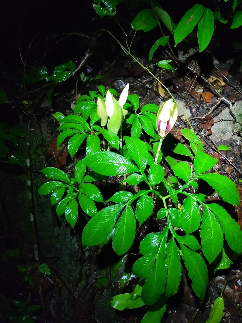 Amorphophallus dunnii photo 8