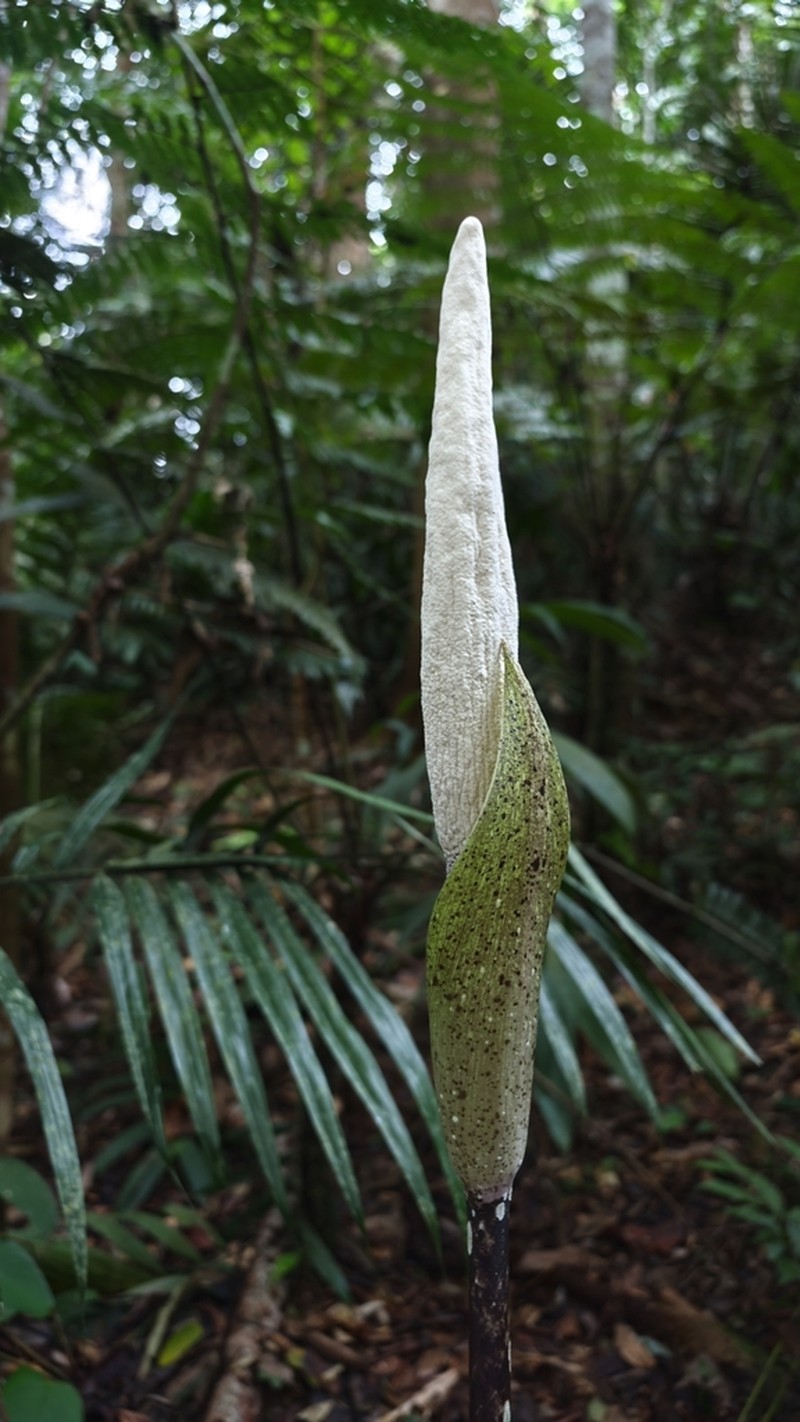 Amorphophallus elegans