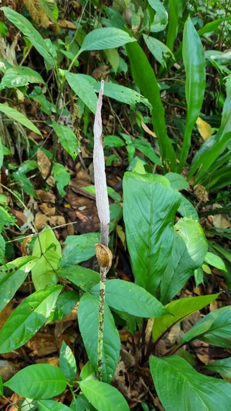 Amorphophallus elegans photo 2