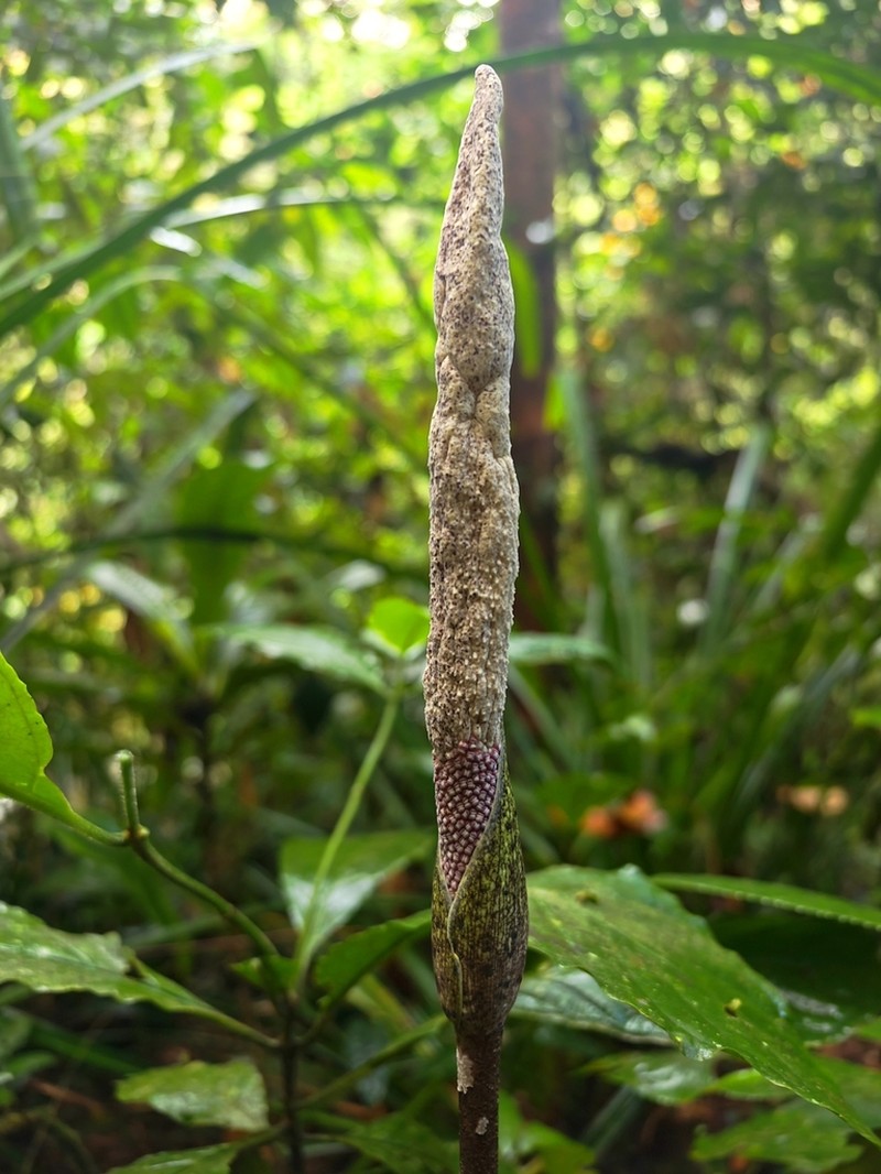 Amorphophallus elegans photo 3
