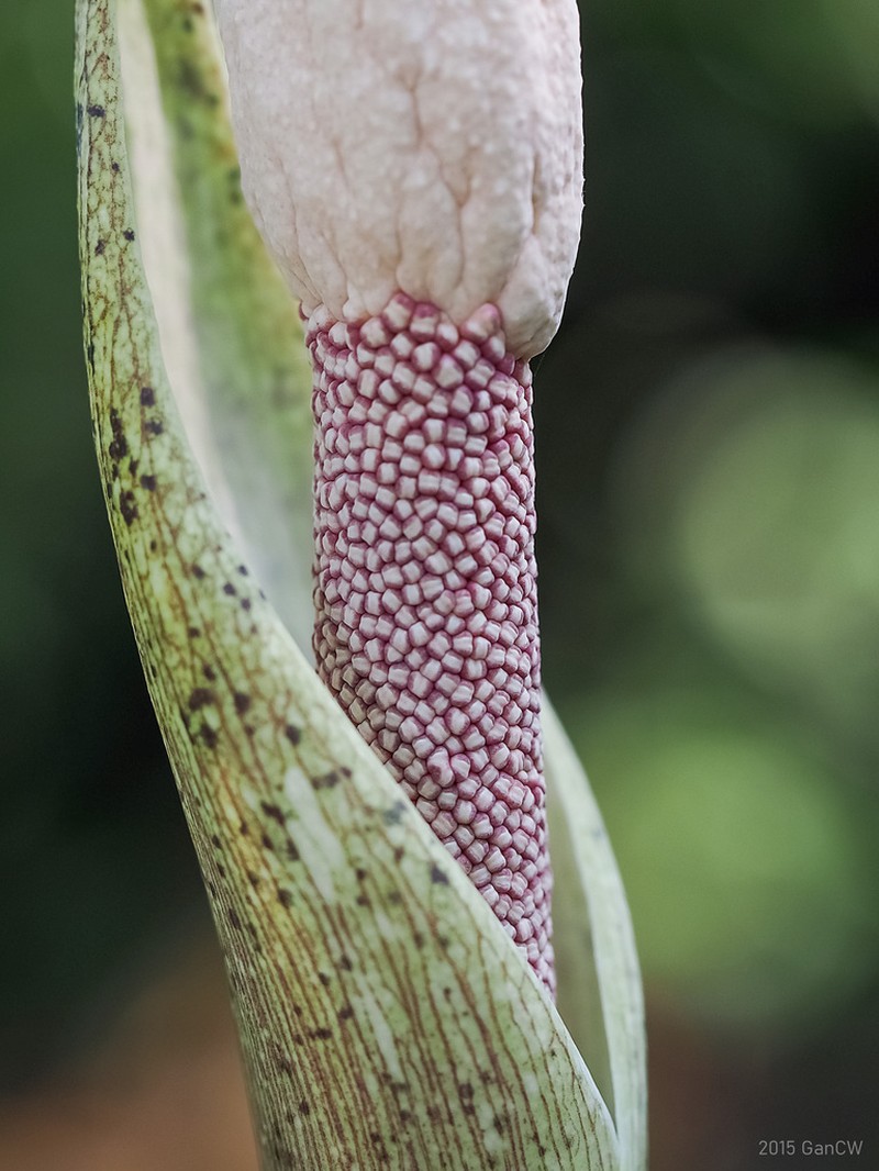 Amorphophallus elegans photo 4