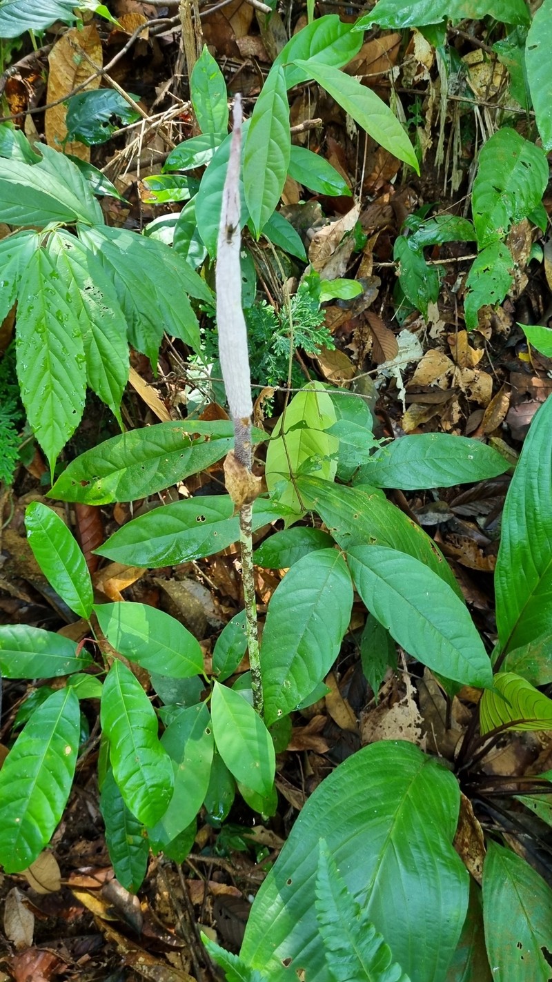 Amorphophallus elegans photo 5