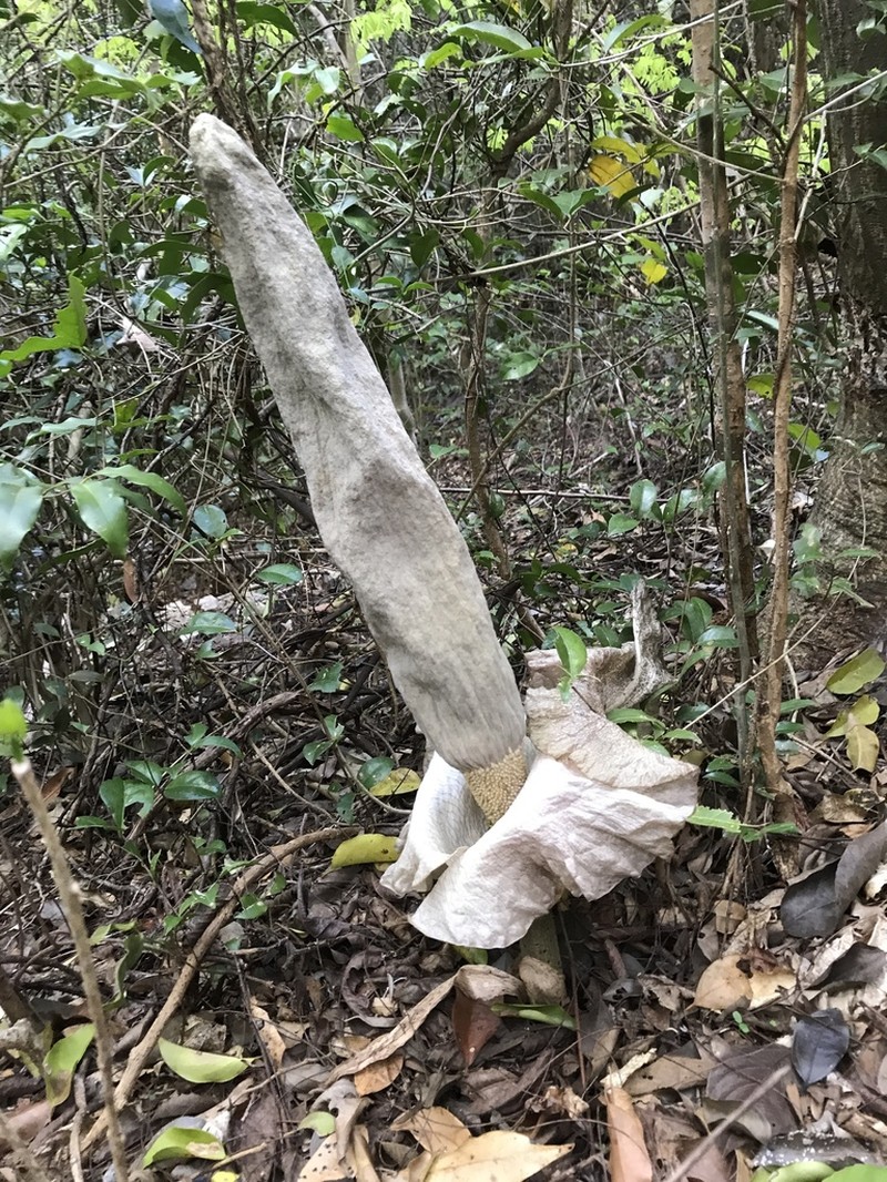 Amorphophallus erythrorrhachis