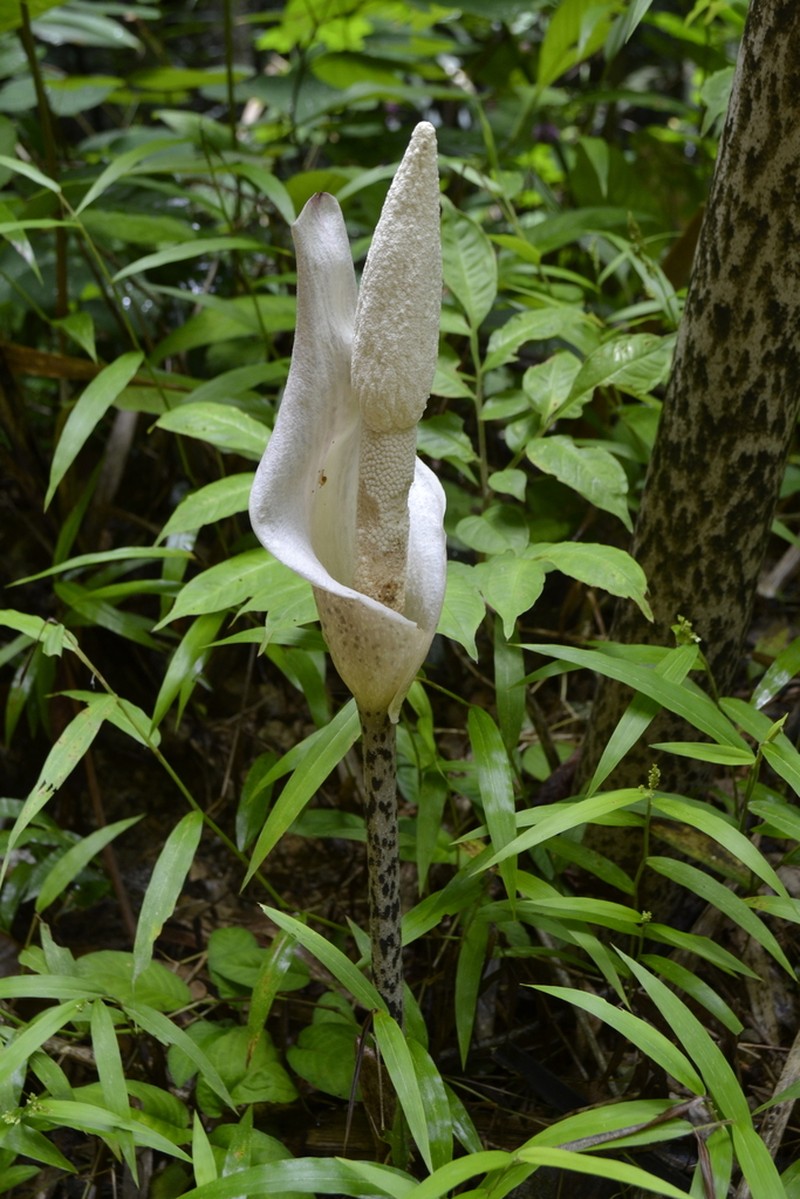 Amorphophallus excentricus