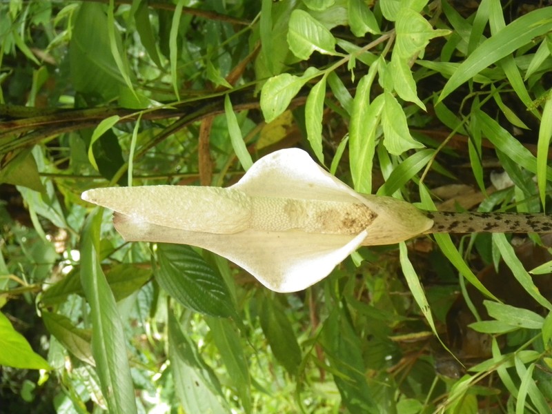 Amorphophallus excentricus photo 2