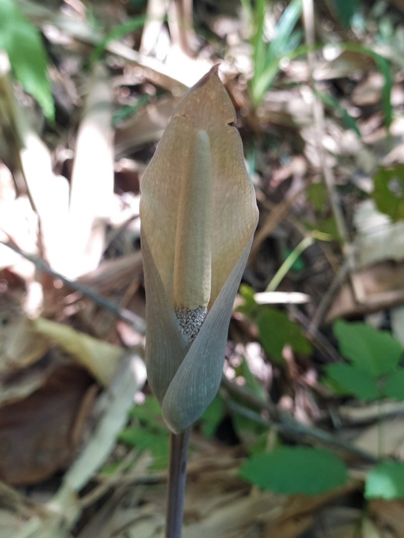 Amorphophallus fuscus