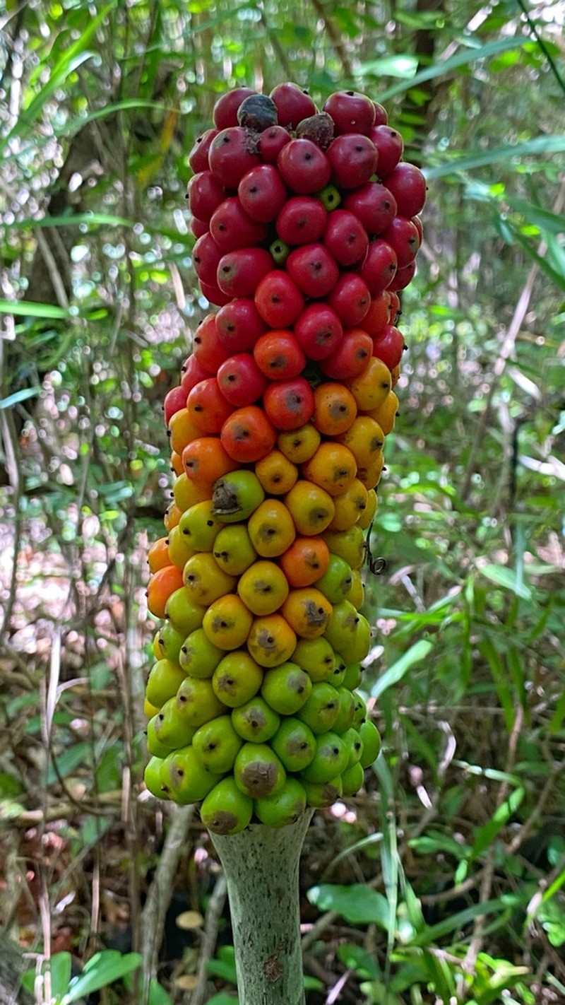 Amorphophallus galbra photo 2