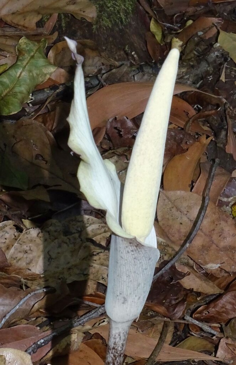 Amorphophallus galbra photo 3
