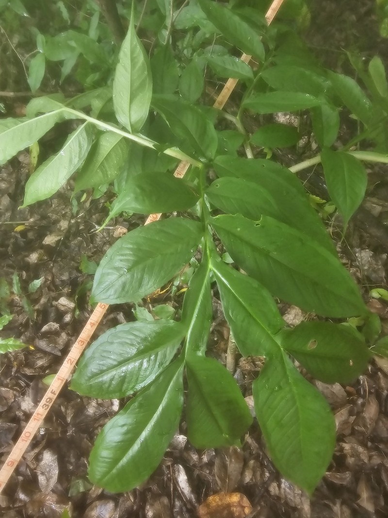 Amorphophallus galbra photo 4