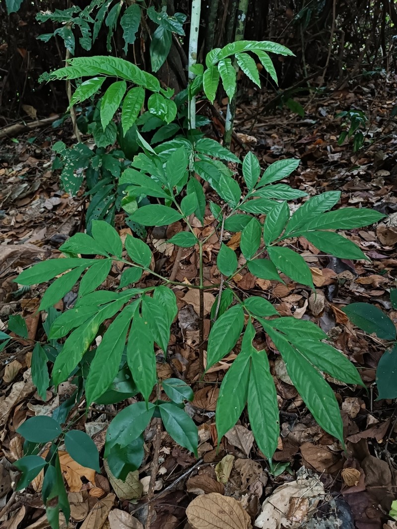 Amorphophallus galbra photo 5