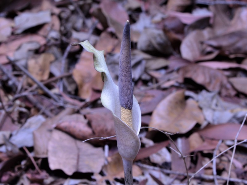 Amorphophallus galbra photo 6