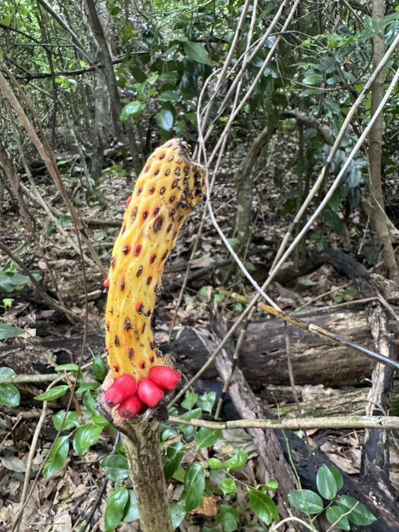 Amorphophallus galbra photo 7