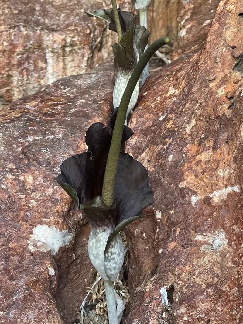 Amorphophallus gallaensis photo 3