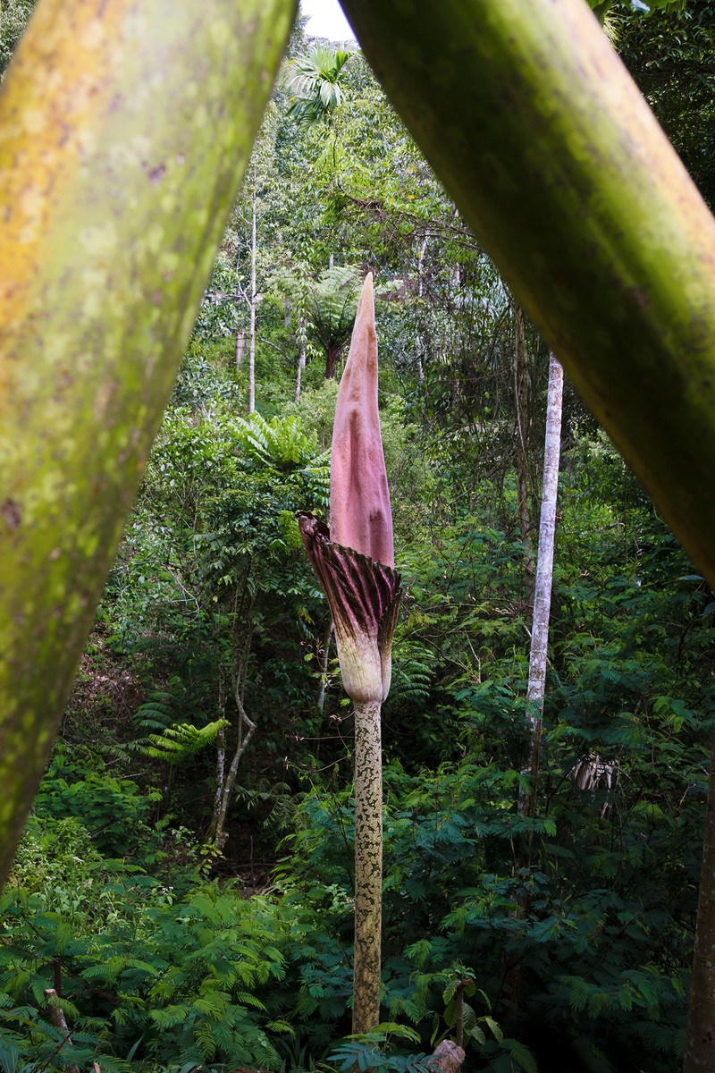 Amorphophallus gigas