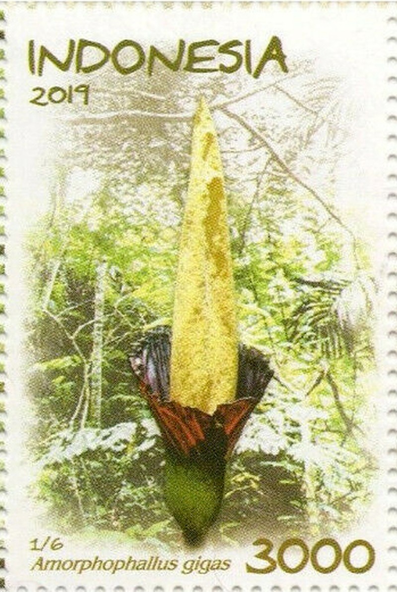 Amorphophallus gigas photo 2