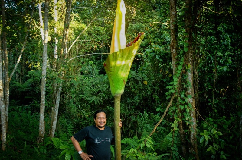 Amorphophallus gigas photo 3