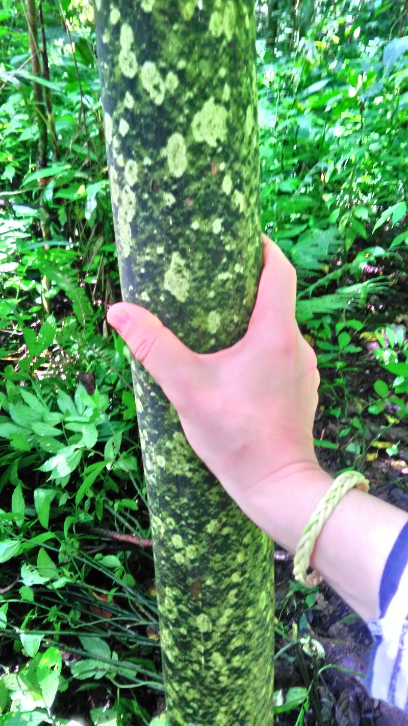 Amorphophallus gigas photo 4