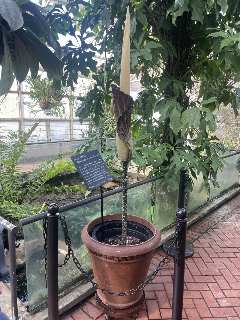 Amorphophallus gigas photo 5
