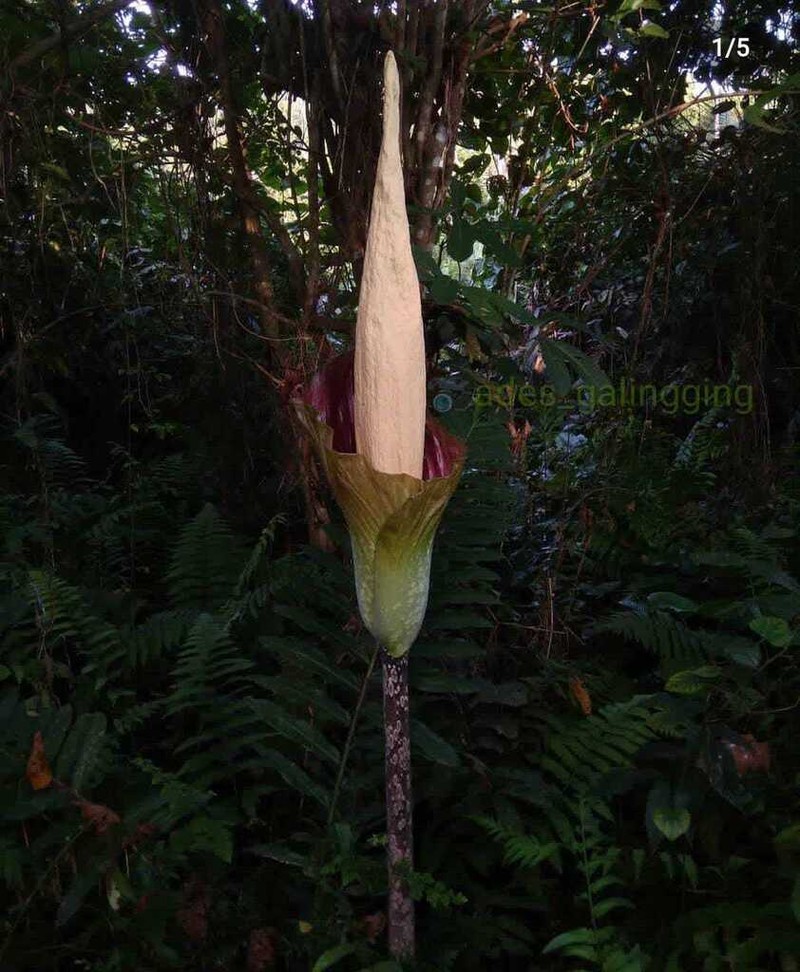 Amorphophallus gigas photo 6