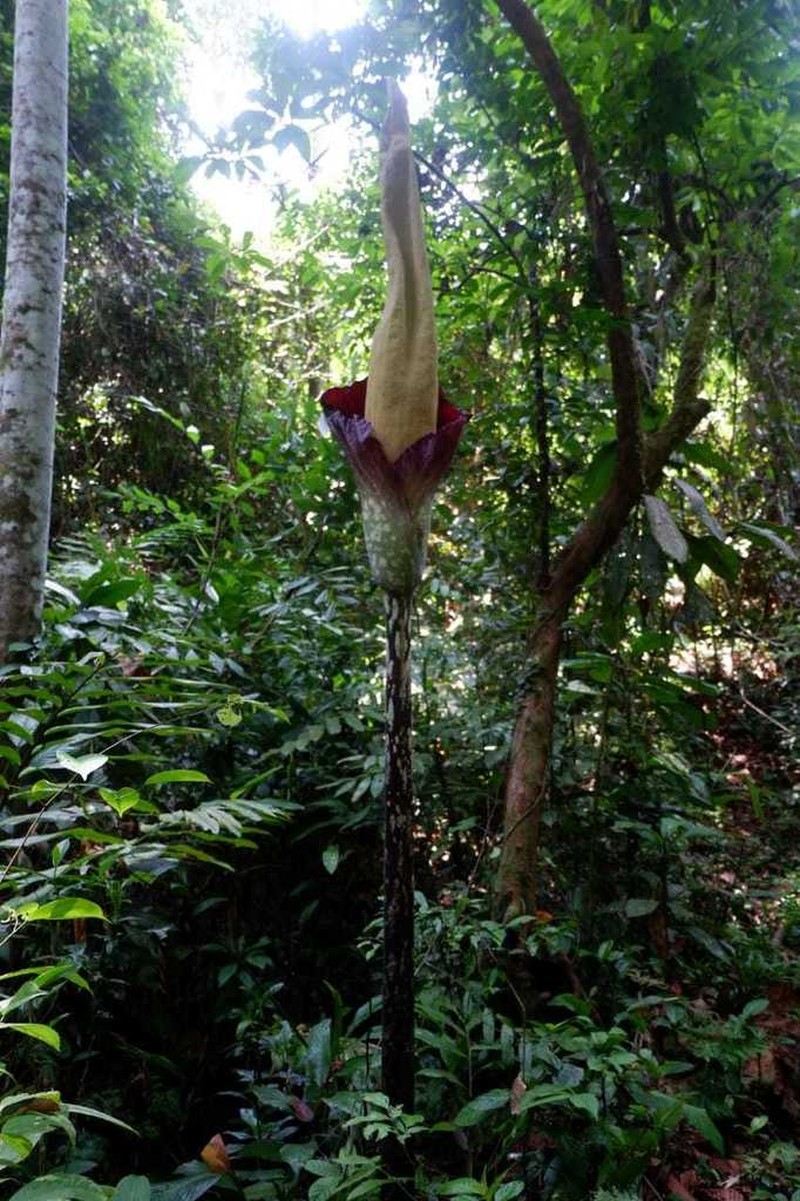 Amorphophallus gigas photo 7