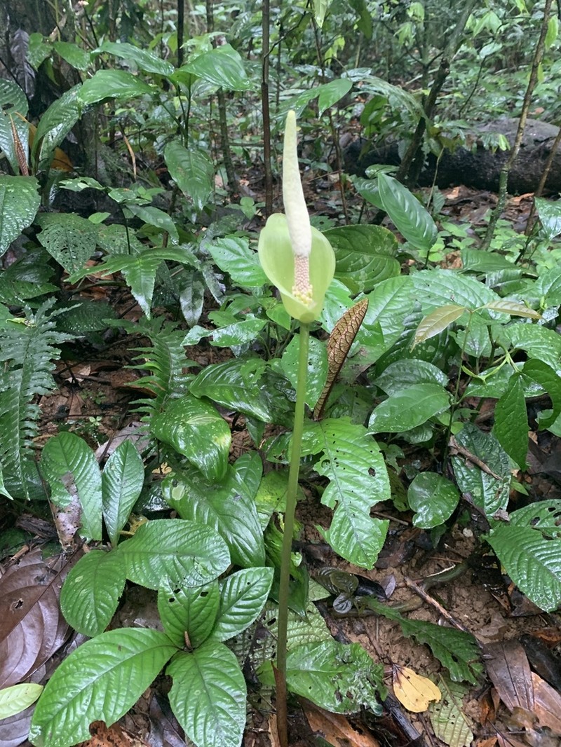Amorphophallus glossophyllus