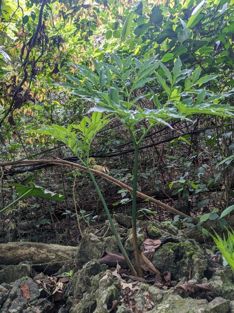 Amorphophallus glossophyllus photo 2