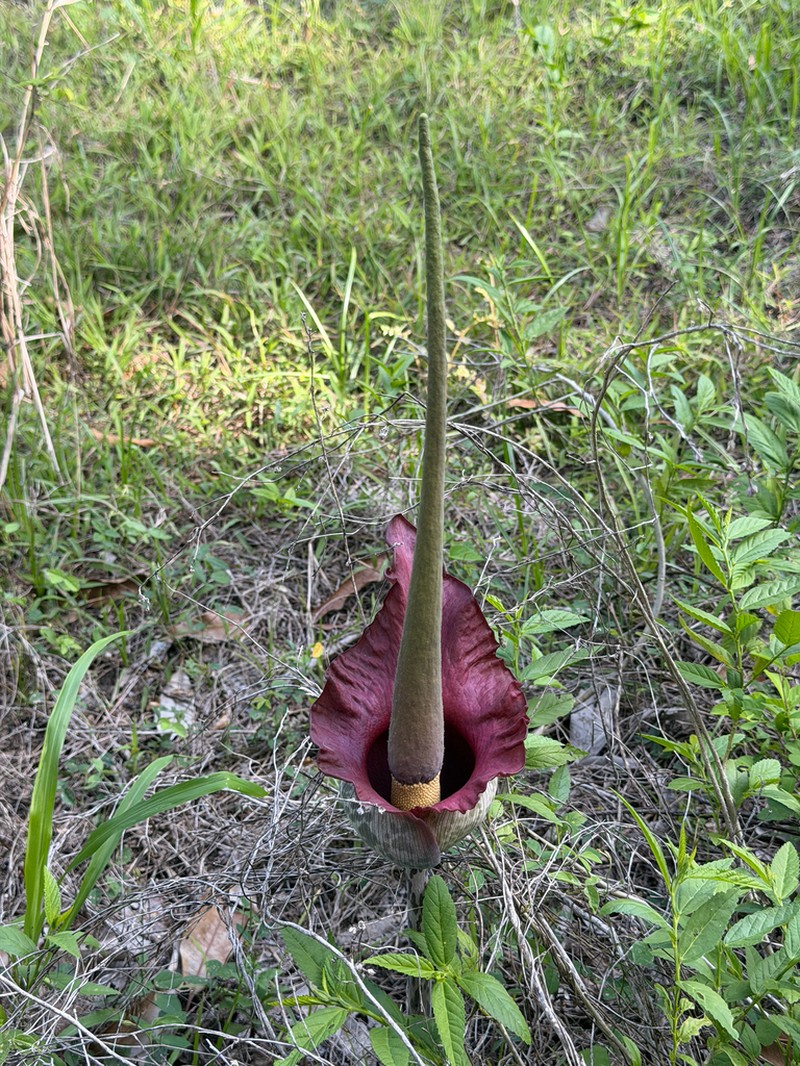 Amorphophallus goetzei photo 2