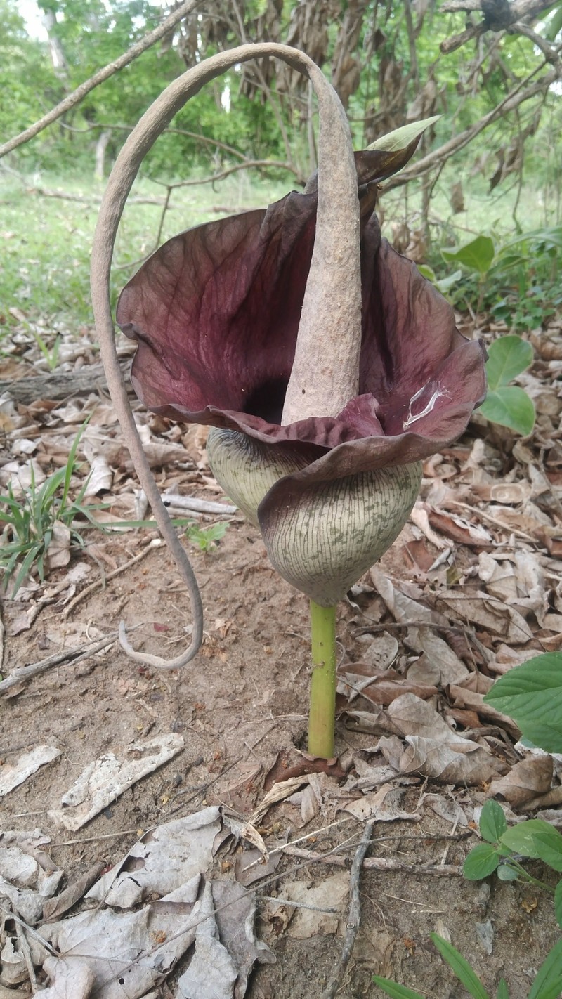 Amorphophallus goetzei photo 3