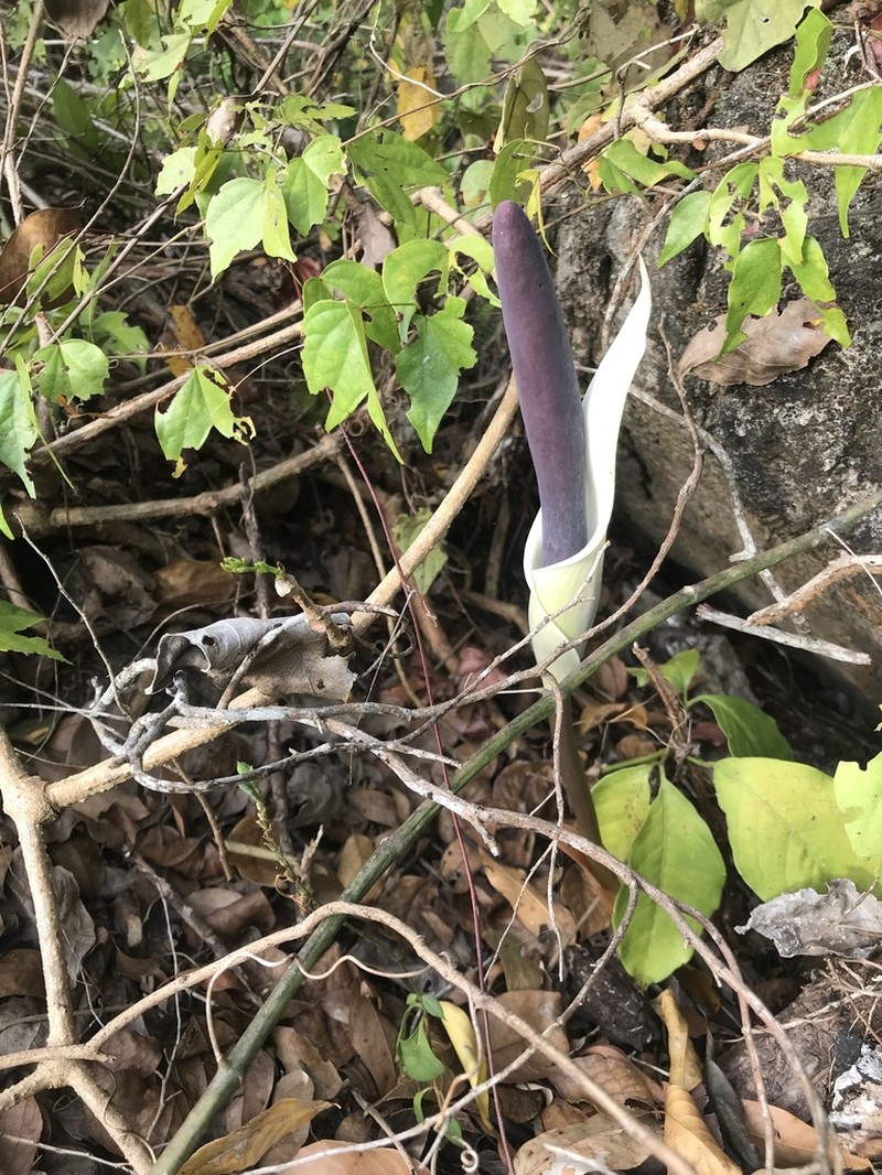 Amorphophallus haematospadix