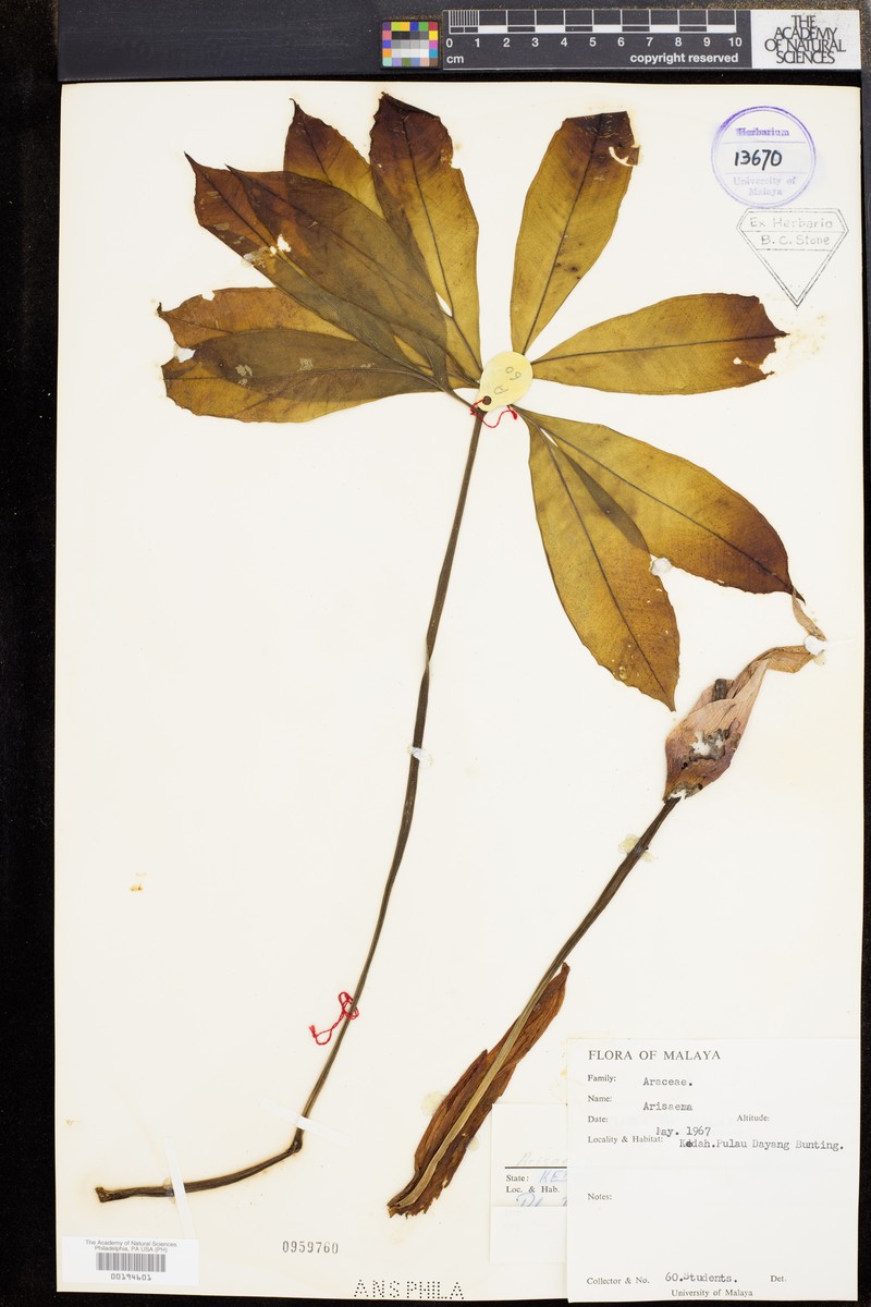 Amorphophallus haematospadix photo 2
