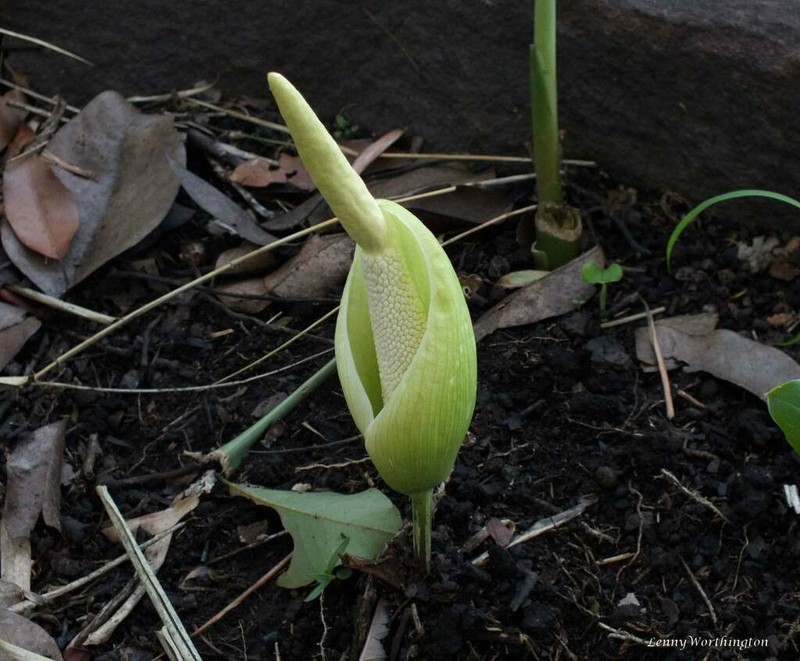 Amorphophallus harmandii