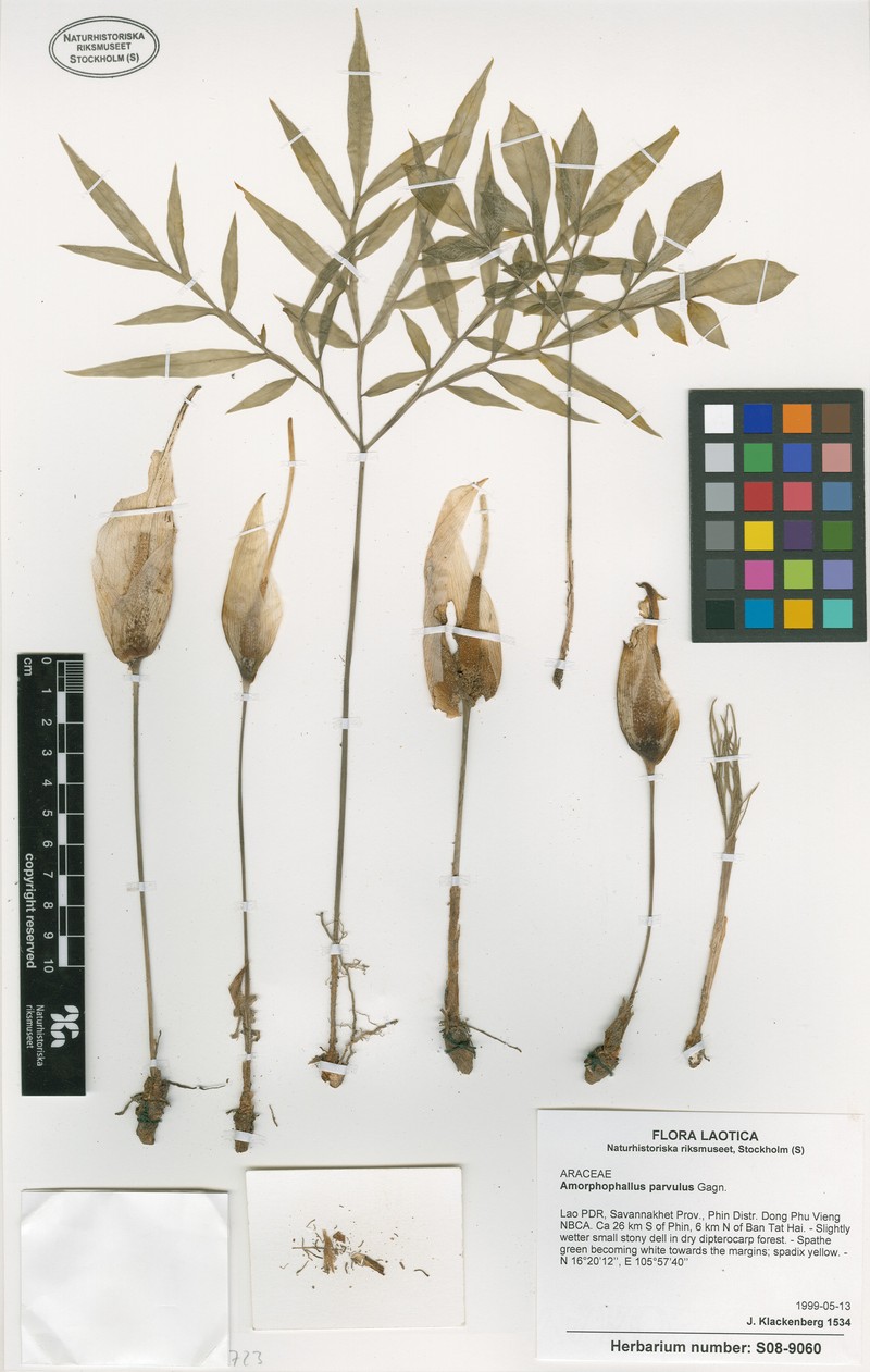 Amorphophallus harmandii photo 2