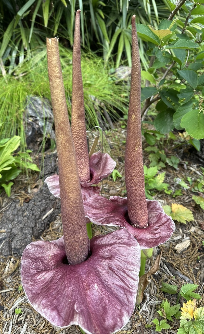 Amorphophallus henryi