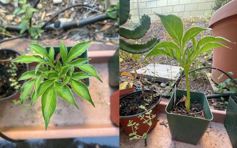 Amorphophallus henryi photo 2