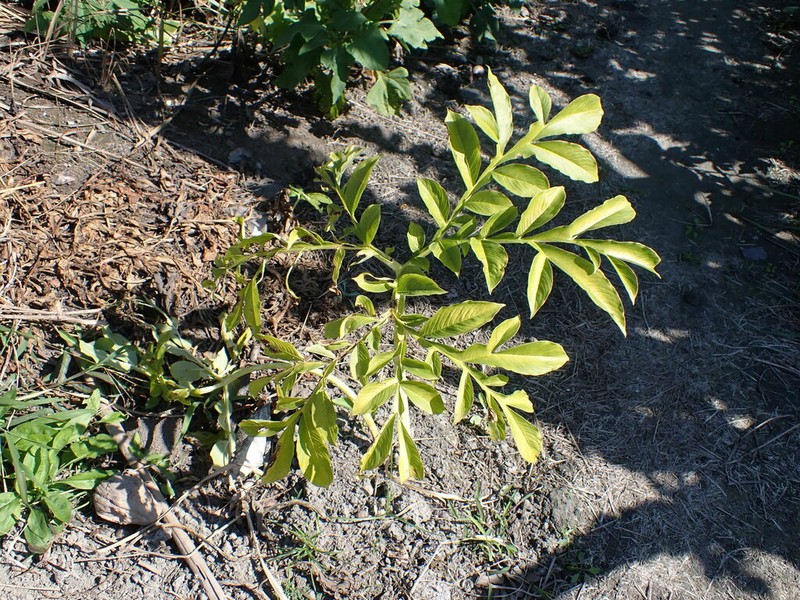 Amorphophallus henryi photo 3