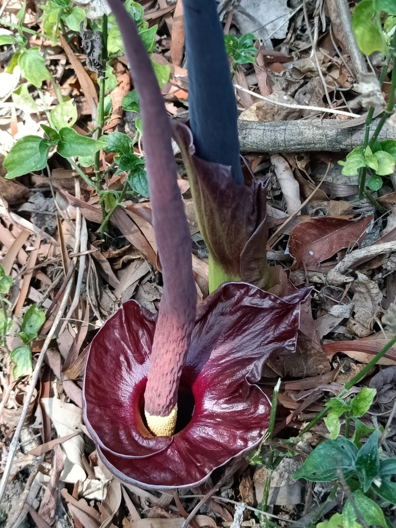 Amorphophallus henryi photo 4