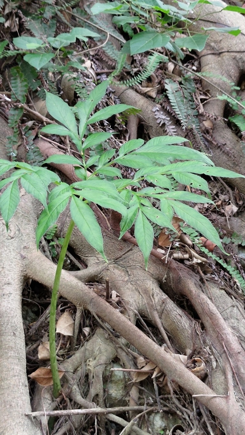 Amorphophallus henryi photo 5