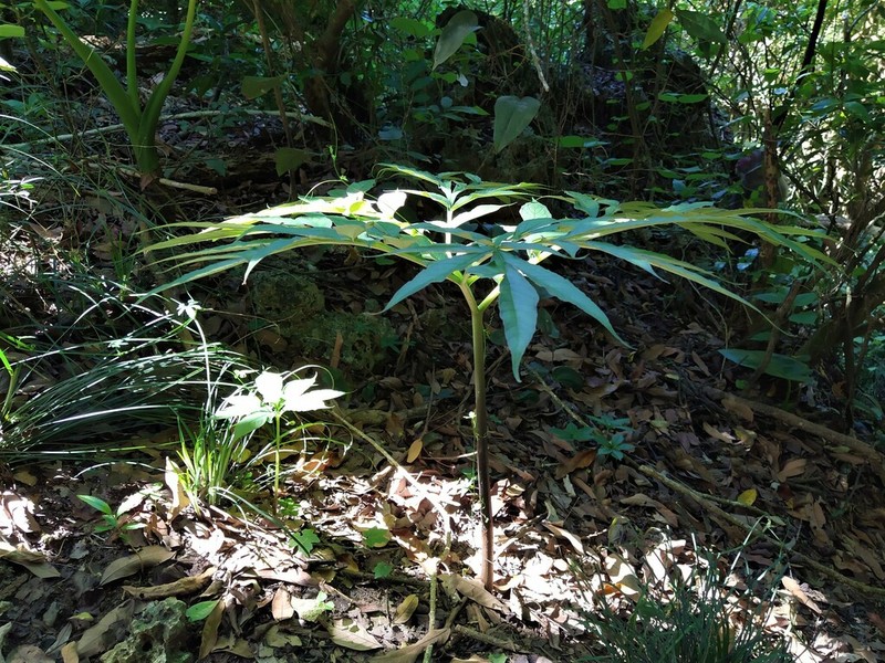 Amorphophallus henryi photo 6