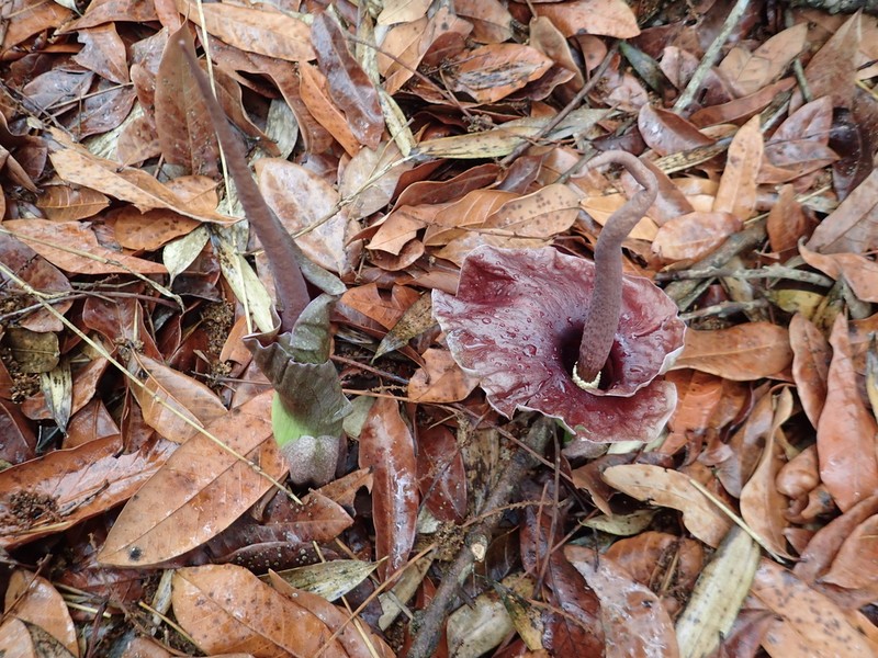 Amorphophallus henryi photo 7