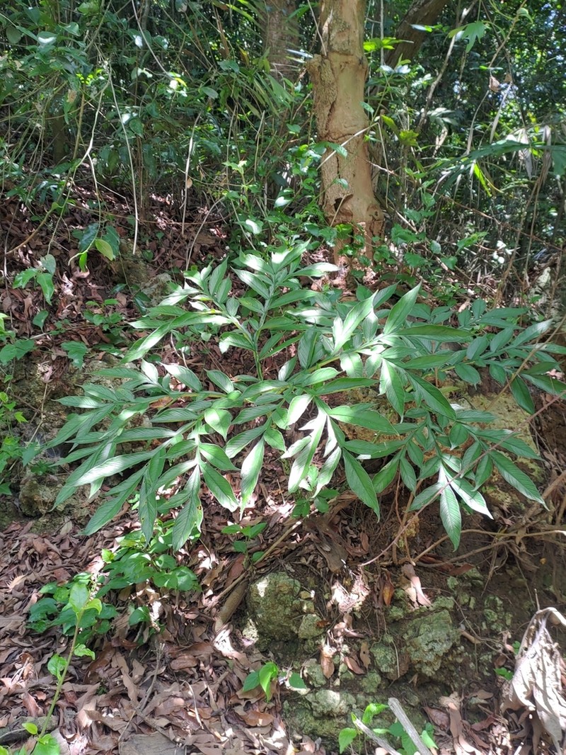 Amorphophallus henryi photo 8