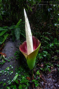 Amorphophallus hewittii