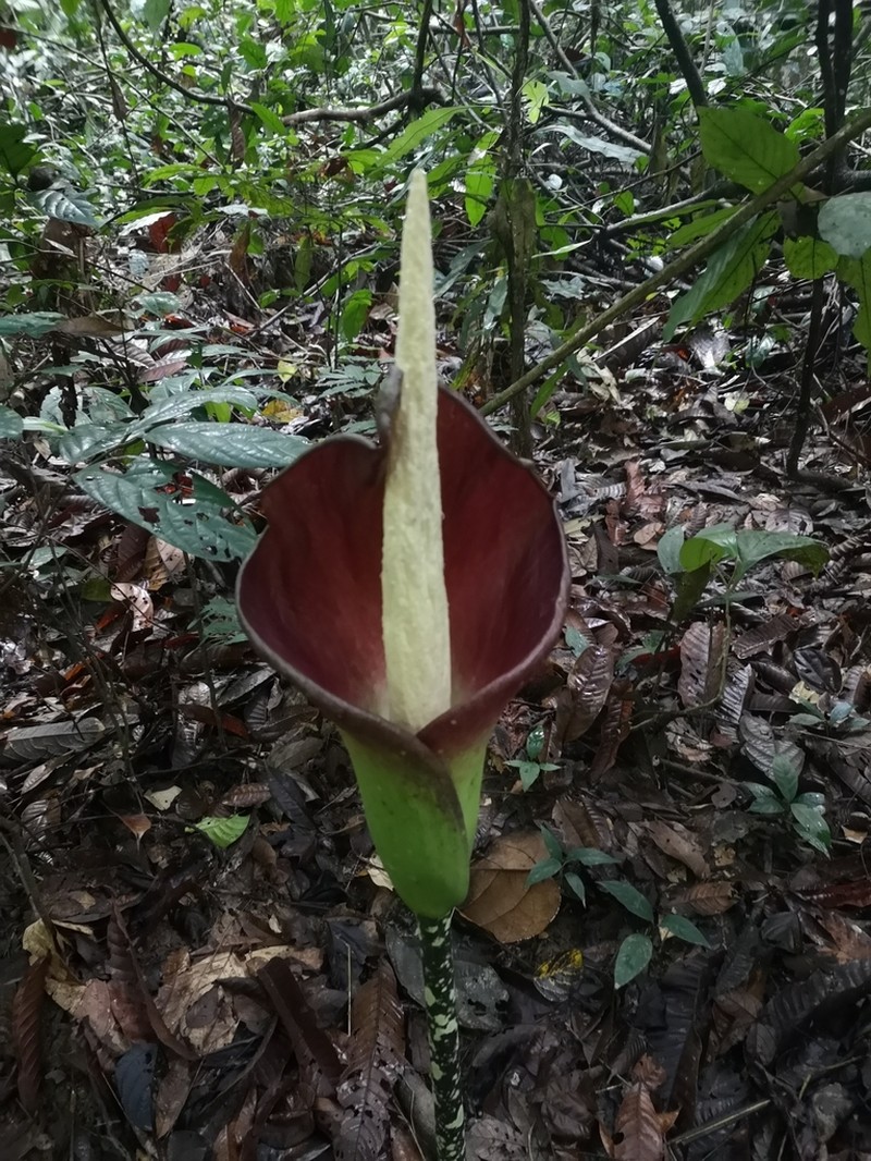 Amorphophallus hewittii photo 2