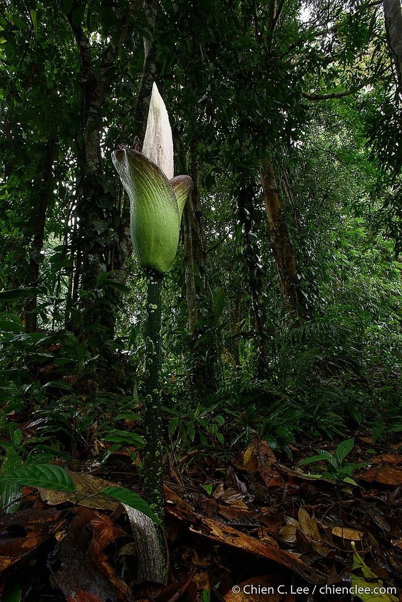 Amorphophallus hewittii photo 3