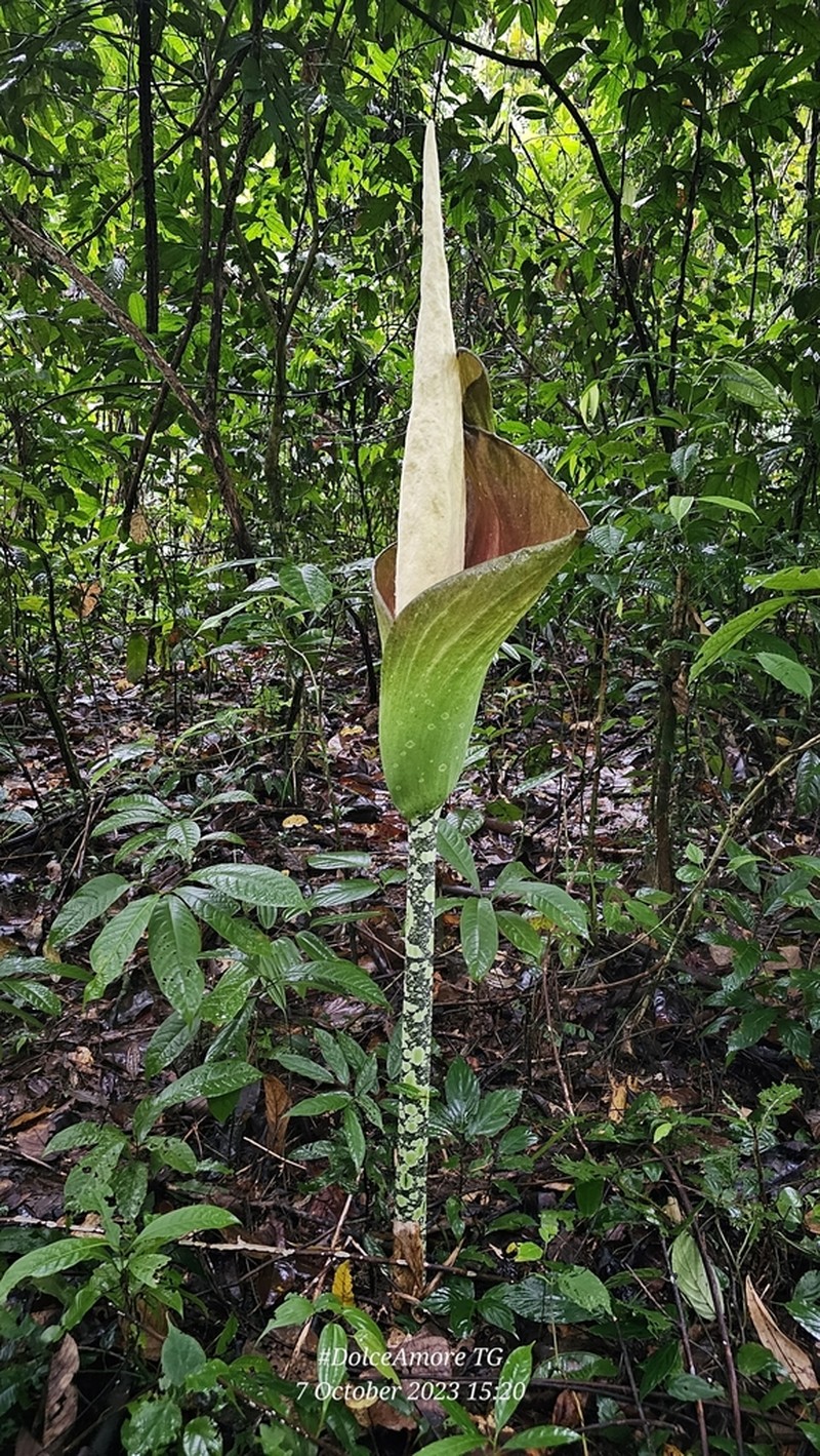 Amorphophallus hewittii photo 4